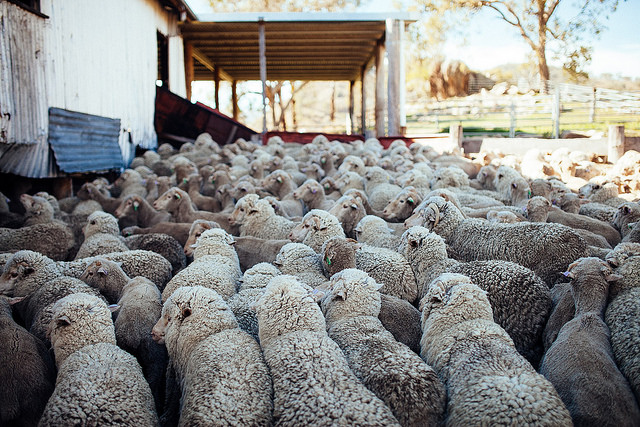 herd of sheep