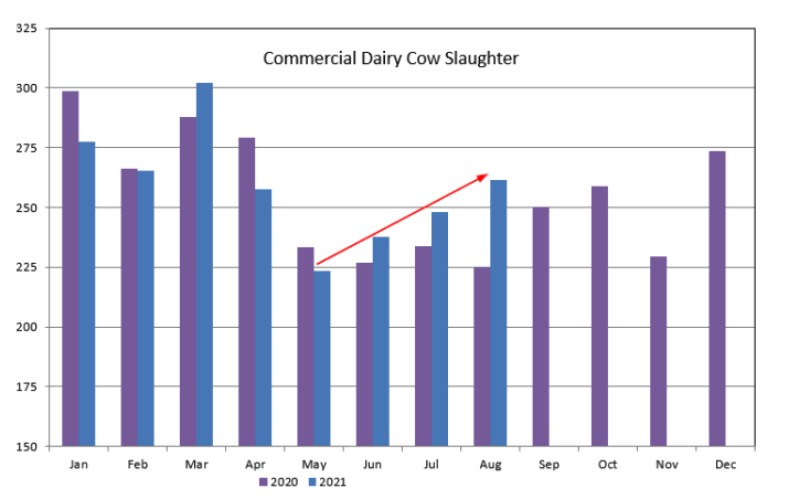 Commercial Dairy Cow Slaughter