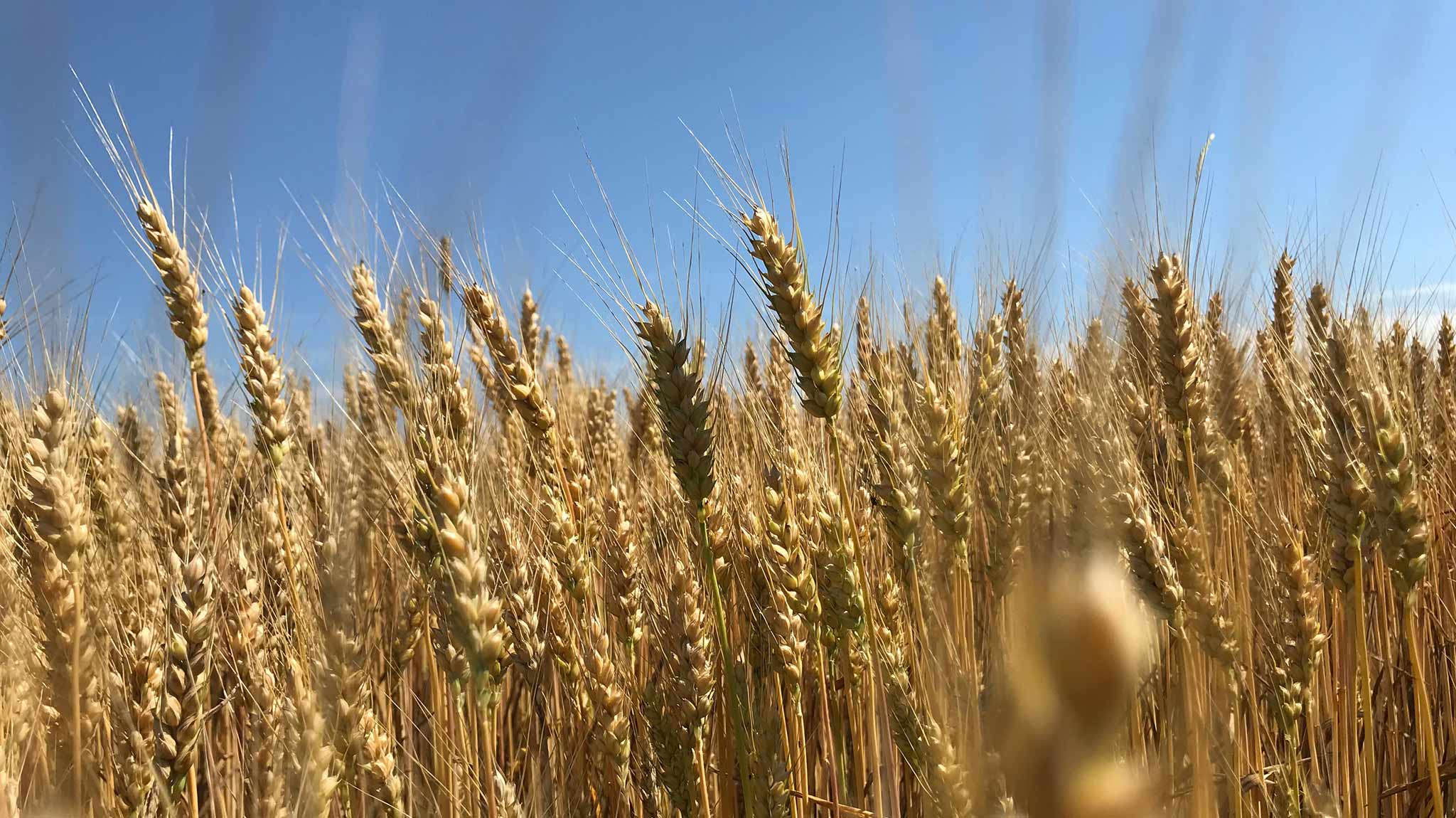 Bearish August for Grain Futures: Corn Down, Soybeans Up, and Wheat Takes a Hit