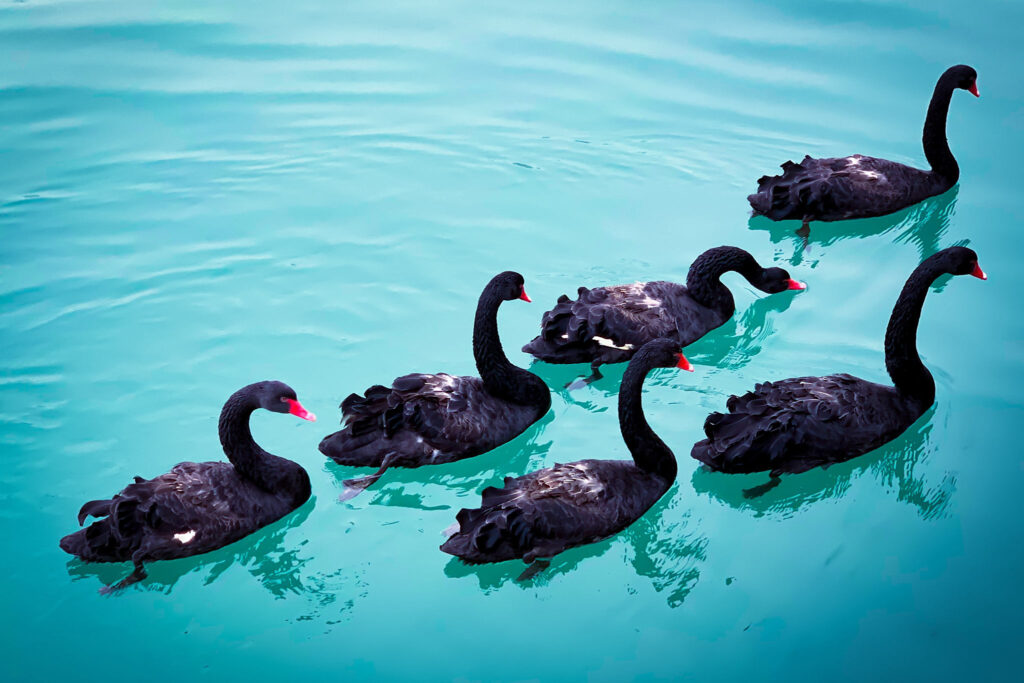 Black Swan