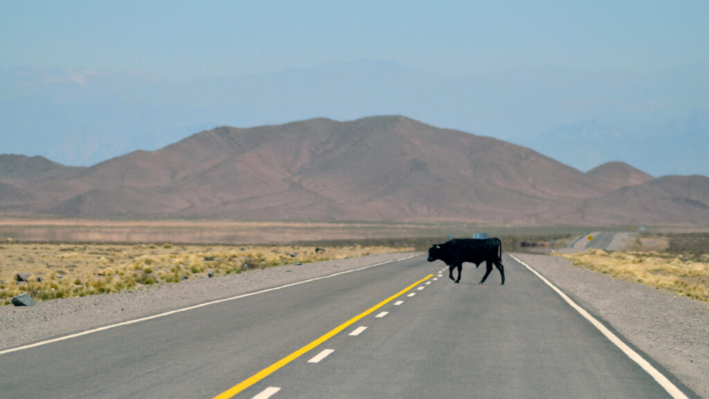 Bull crossing the road in Salta, Argentina